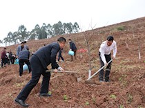 区政协开展“政协委员林”管护活动