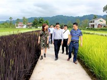 大力鼓励民营资本下乡 助推美丽乡村建设