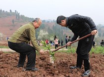 春季义务植树活动
