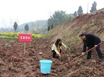 春季义务植树活动