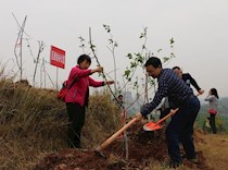 区政协开展义务植树活动