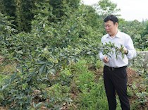 区政协主席陈廷剑到宝顶镇天宫村查看花椒长势