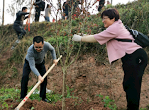 区政协栽植海棠树 让“海棠香国”更香