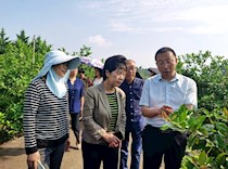 区政协赴安岳县专题调研柠檬产业发展