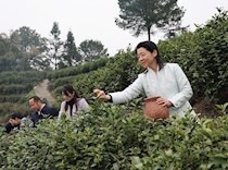 区政协主席廖文丽带队到古龙镇专题调研当地茶产业发展情况