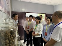 区政协主席廖文丽带队视察全区绿色矿山建设工作