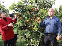 政协委员助力柑橘销售