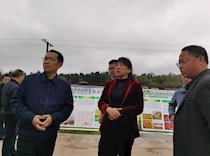 区政协副主席薛燕参加大（足）安（岳）粮药 合作示范园区现场推进会