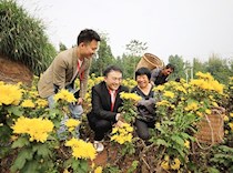 大足区政协农业界别委员调研雍溪镇凉风村